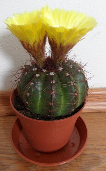 kaktus 8