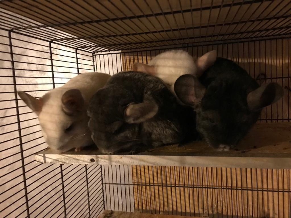 Edinka, Elinka, Mášenka a Valinka
